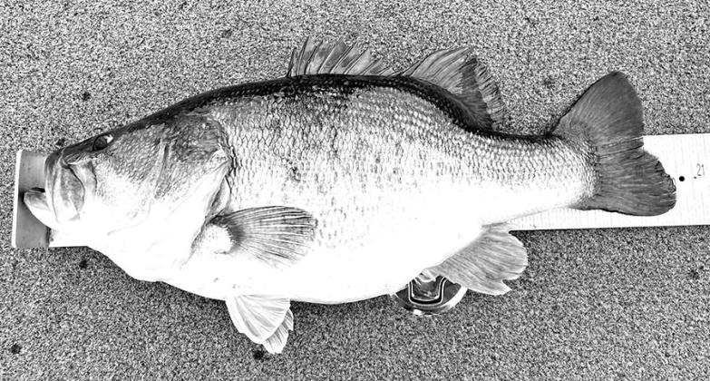 Shaped like a football, Conn’s bass measured only 20 1/4 inches long. (Courtesy Photo, Jason Conn)