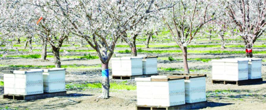Honebee hives in an almond orchard.
