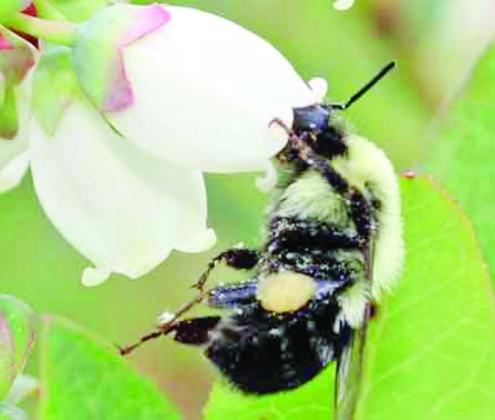 A bumble bee on a blueberry flower. COURTESY PHOTOS