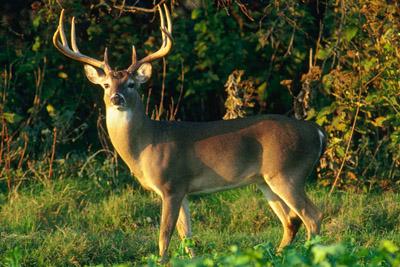 Hunts for white-tailed deer are part of the program.