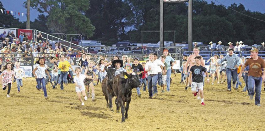 A group of kids chase down a calf during the calf scramble at Thursday’s opening night of the Mount Pleasant Rodeo. The final night of the rodeo is tonight (Saturday) at the Mount Pleasant Rodeo Grounds. TRIBUNE PHOTO / RYLEIGH STEGALL