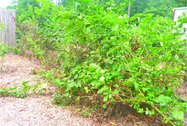 Blackberry plants need to be cleaned of old canes, and the new ones encouraged to grow for a good harvest next year.