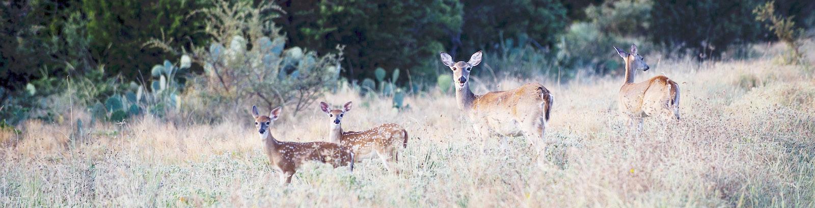 Experts are expecting fawn production to be about average statewide this year. COURTESY PHOTO / TPWD