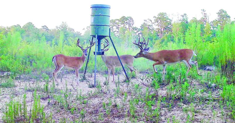 Deer hunters and managers have captured game camera images of some outstanding bucks this summer in different parts of Texas. Joey Waggonner of Lufkin recently shared these July photos of some quality bucks in velvet. Most bucks will polish their hardened antlers by late August or early September. COURTESY PHOTOS / JOEY WAGGONNER