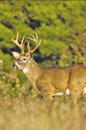 TPWD announces new additions to Texas hunting seasons