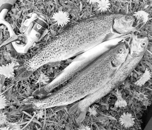 Most of the stocker trout are 8-12 inches. Anglers are allowed five fish per day at most stocking locations. PHOTO BY MATT WILLIAMS