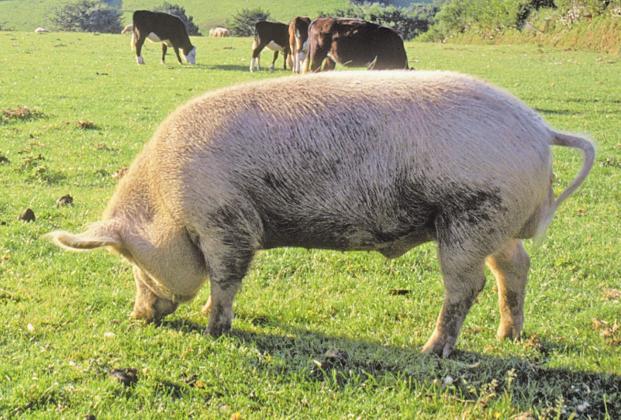 Feral hogs have become a serious problem across the area and the state. COURTESY PHOTO