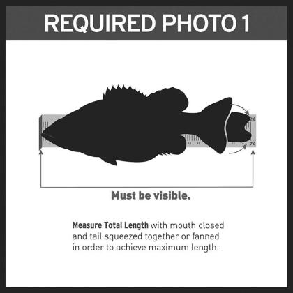 Photos of 24 inch fish on a measuring board are sufficient for entering the fish the 8-plus pound Lunker Class. LUNKER PHOTO ILLUSTRATIONS