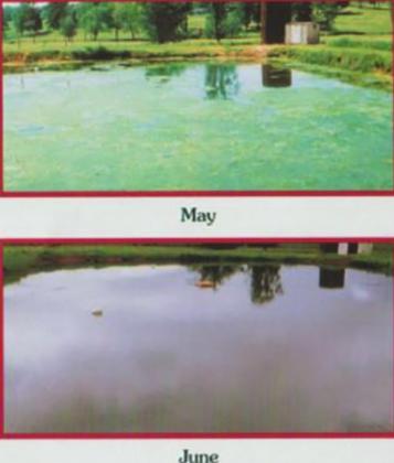 15 lbs. of Tilapia were stocked in this ¼ acre East Texas pond the first week of May 2004. By mid-June, the pond was cleaned and remained this way for the rest of the year. PHOTO COURTESY OF BOATCYCLE