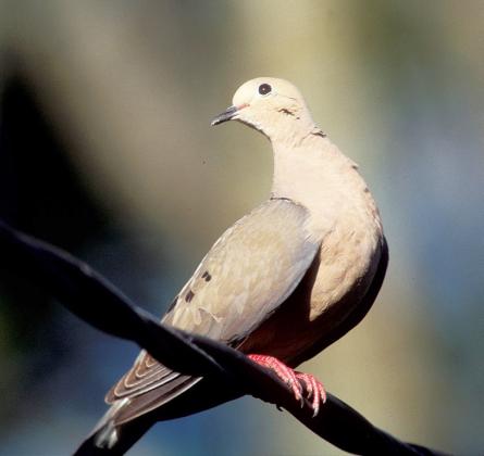 Mourning dove are the most abundant dove in Texas with a resident population estimated at 28.3 million birds. COURTESY PHOTO / TPWD