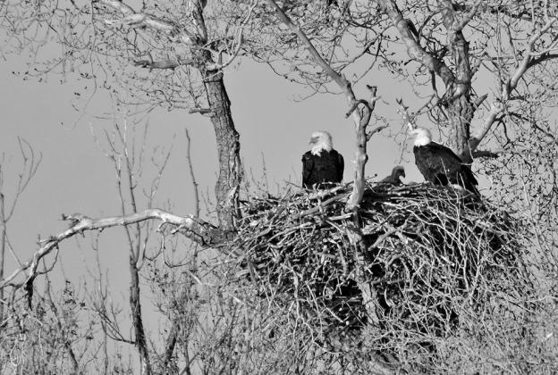 Bald eagles build large nests in tall trees. Nests are roomy, often measuring six feet across and weighing several hundred pounds. Nests are typically made from sticks, then lined with leaves, grass and Spanish moss. Bald eagles believed to mate for life and may have can have one or more alternative nests within their territories. USFWS PHOTO/TOM KOERNER