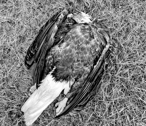 A bald eagle lies in a field where it was found dead in late October by a Nacogdoches County landowner. A second dead eagle was found about 20 yards away. TPWD game wardens say both birds had pass-through bullet wounds and had likely been shot by a rifle of some sort. Authorities are currently looking for tips in the case. TPWD PHOTO