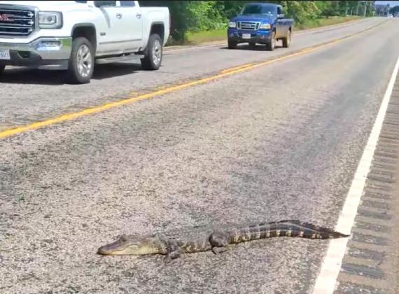 Alligator goes for walk down the street, receives celebrity treatment from locals