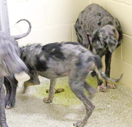 Over 30 animals seized from Titus County residence for severe abuse, neglect