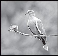 White-winged doves are the second most abundant with an estimated population of about 10 million. Once isolated to the Rio Grande Valley, white wings are largely urban dwellers that have expanded their range all across the state. COURTESY PHOTO / TPWD