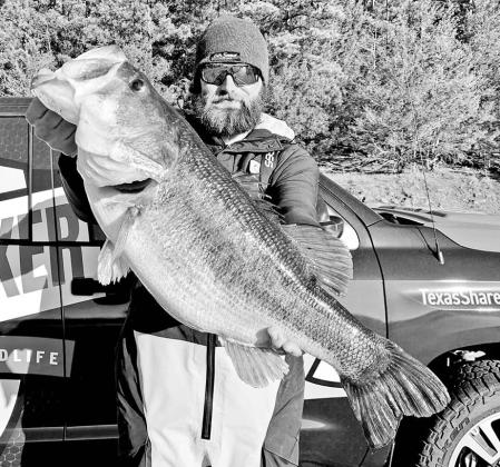 Lake Fork fishing guide Jack York was doing some fun fishing at Lake Nacogdoches on January 23 when a reeled into this 13.51 pound Toyota ShareLunker. York says he pinpointed the fish with forward-sonar and saw it pounce on his jerk bait in 15 feet of water. COURTESY PHOTO / TPWD
