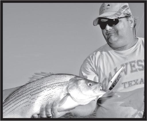 Hybrid stripers are brawny fish known for delivering hard hits and fierce battles. The fish are a genetic cross between striped bass and white bass. TPWD stocks close to 3 million hybrids in about 20 lakes each year. COURTESY PHOTO / MATT WILLIAMS
