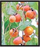 You can graft a Persimmon tree?!?