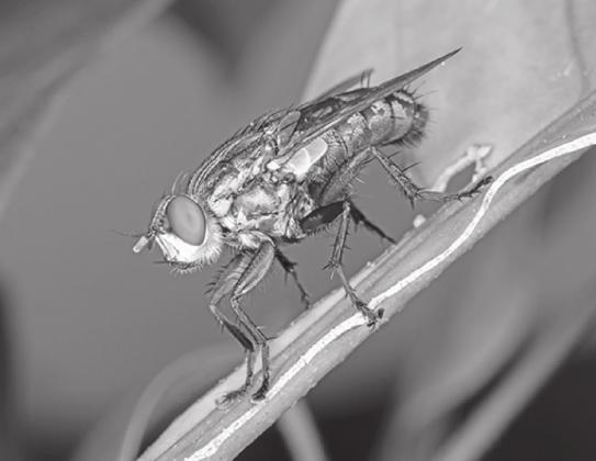 Flies can cause disease, blood loss, weight loss, and cash loss in the field. STOCK PHOTO