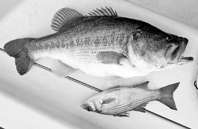 Shelton’s largemouth dwarfed the 13-inch white bass. He estimated its weight at around 10 pounds — a personal best.