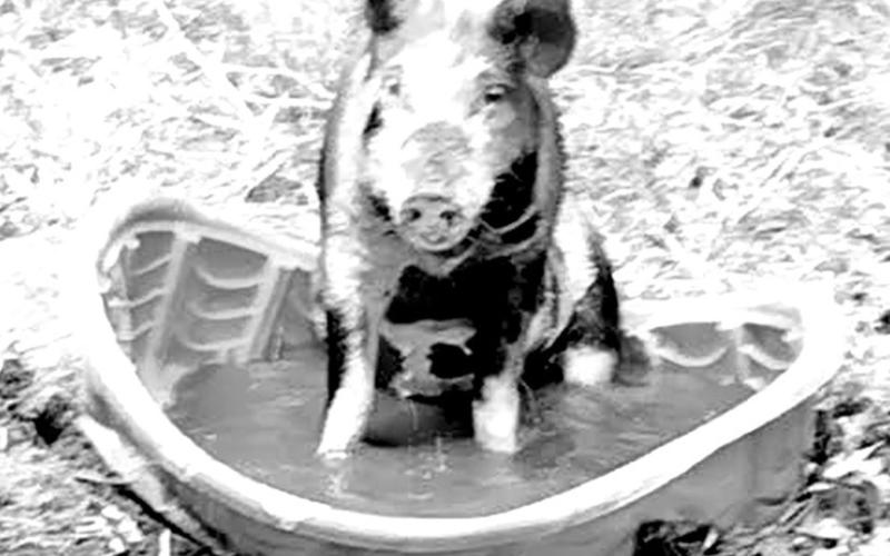 Priscilla the Pig