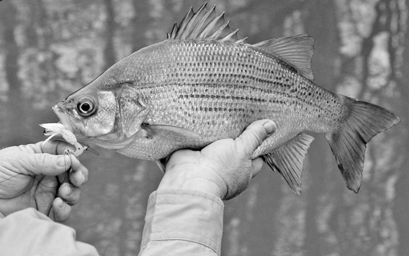 Also known as sand bass, white bass are brawny sport fish prone to gather in large numbers in small areas. It’s not uncommon to catch fish multiple fish on consecutive casts during the height of the spawning run. Most keeper whites will weigh 1 1/2 to 2 1/2 pounds, although bigger ones weighing upwards of three pounds occasionally show up in angler creels. COURTESY PHOTO