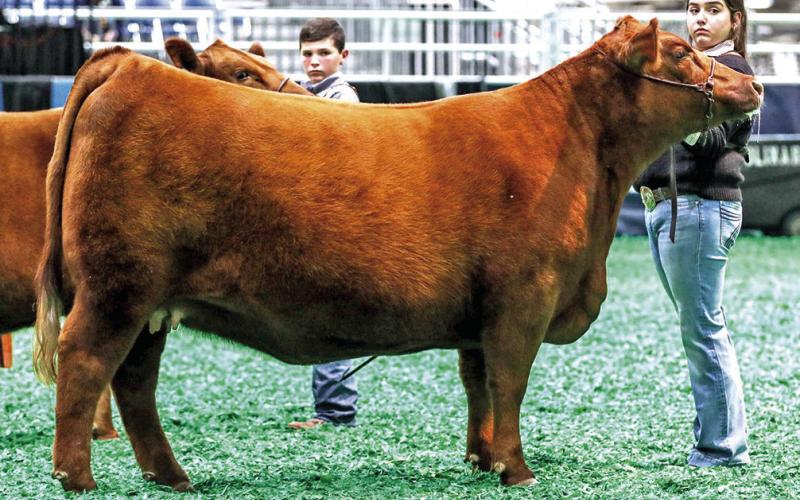 4-H Member Wins Big at Houston Livestock Show
