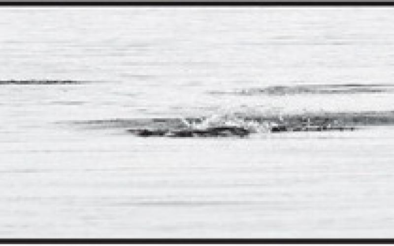 A group of school bass has their way with a pod of threadfin shad.