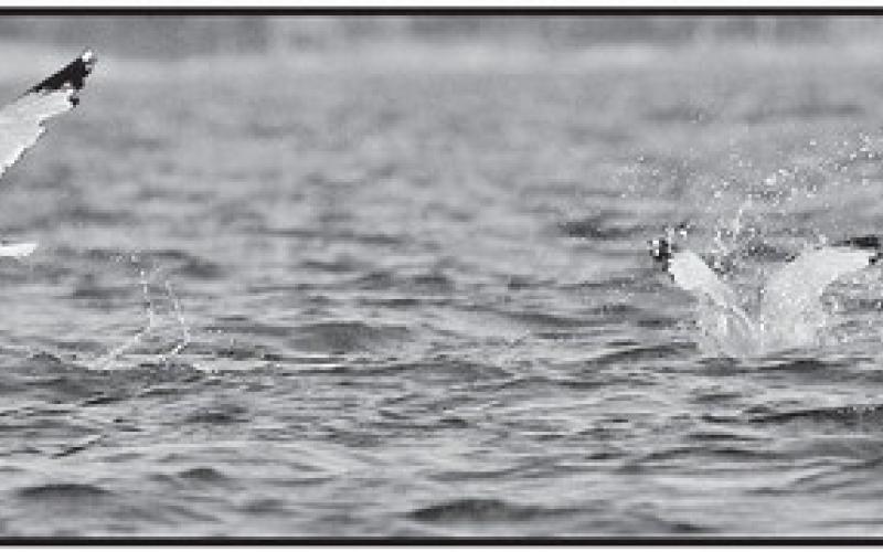 Gulls fish for a living. Feeding birds are a solid tip a blood bath is underway.