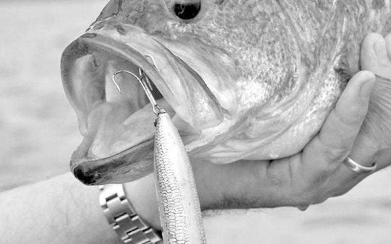 A bait that can be cast long distances is ideal for school bass, because it helps you reach the action without getting too close. This chunk fell for a Heddon Zara Spook. COURTESY PHOTOS / MATT WILLIAMS