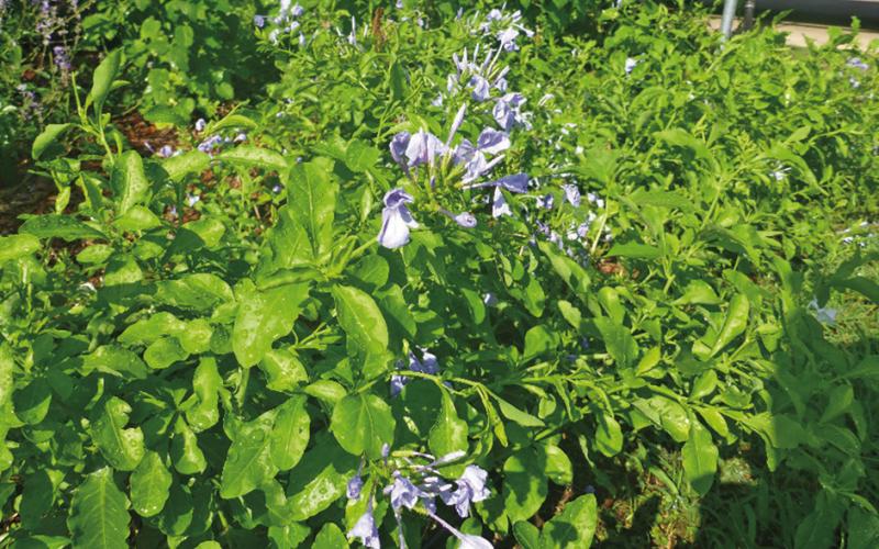 Cape Plumbago COURTESY PHOTO