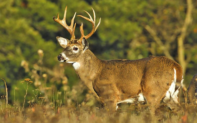 Poaching ring busted, MP man one of three arrested in multi-state sting
