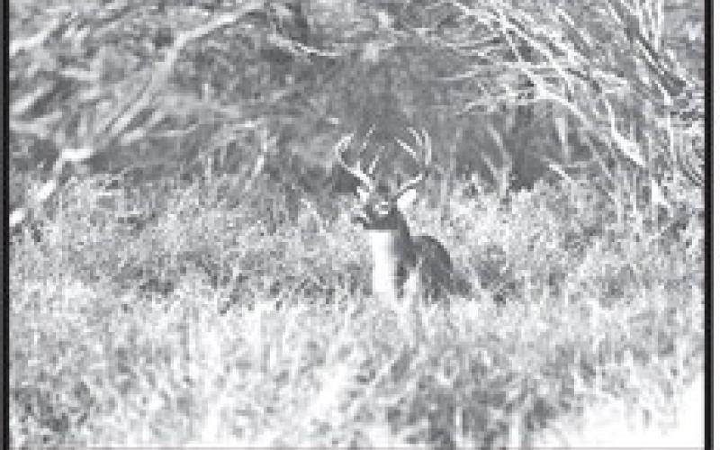The 2024-25 white-tailed deer season opened statewide on Nov. 2. Experts are saying it’s going to be a good one with plenty mature bucks in the field. Antler quality is expected to average to above average across most of the state thanks to good habitat conditions last spring and summer. (Photo by Matt Williams)