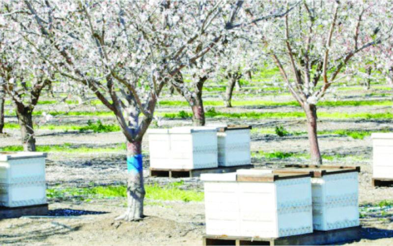 Honebee hives in an almond orchard.