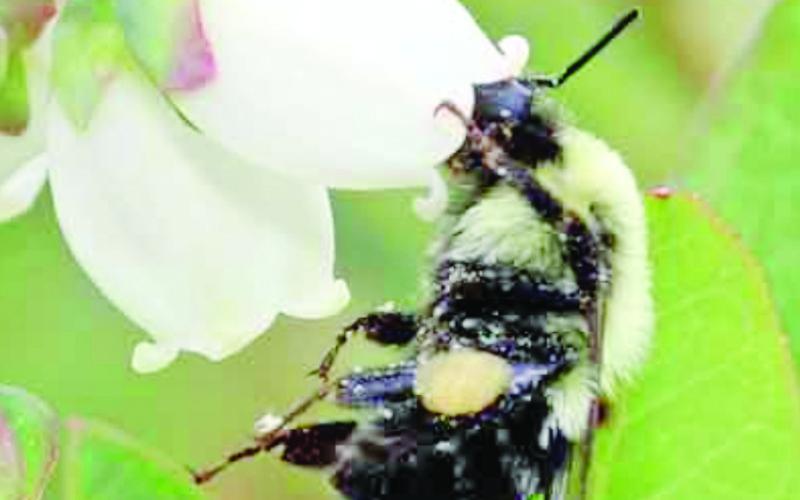 A bumble bee on a blueberry flower. COURTESY PHOTOS