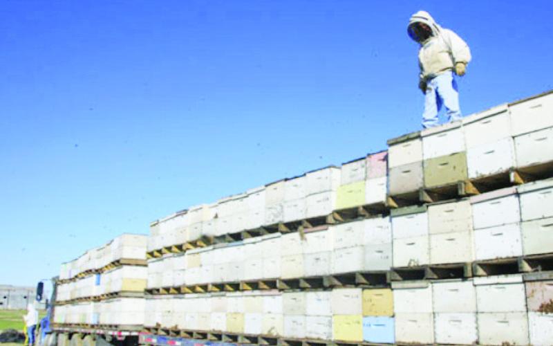 Commercial beekeepers with hundreds of hives migrating to various farmers and orchard growers.
