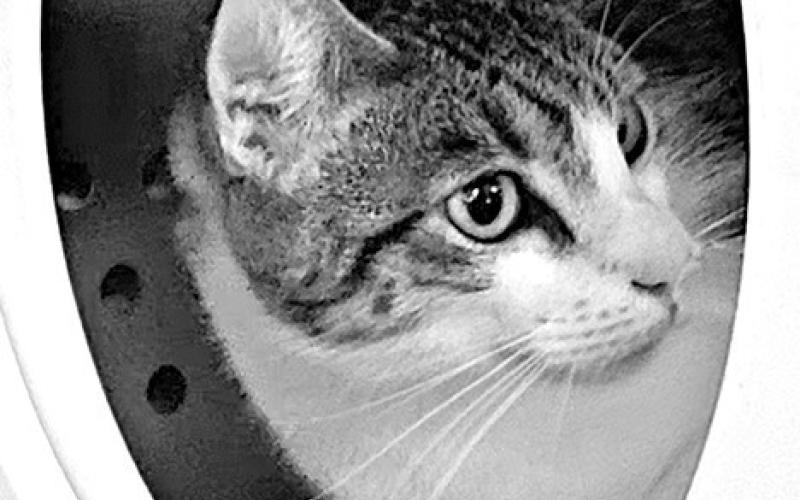 Find a furry friend at the Petsense Adopt-a-thon