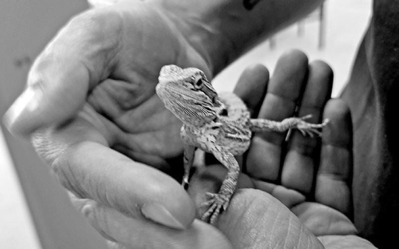 Find a furry friend at the Petsense Adopt-a-thon