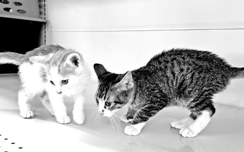 Find a furry friend at the Petsense Adopt-a-thon
