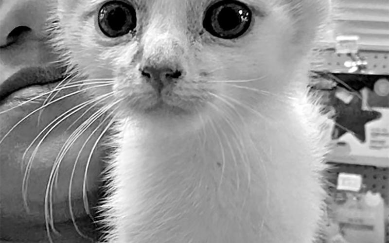Find a furry friend at the Petsense Adopt-a-thon