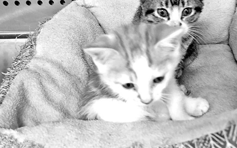 Find a furry friend at the Petsense Adopt-a-thon