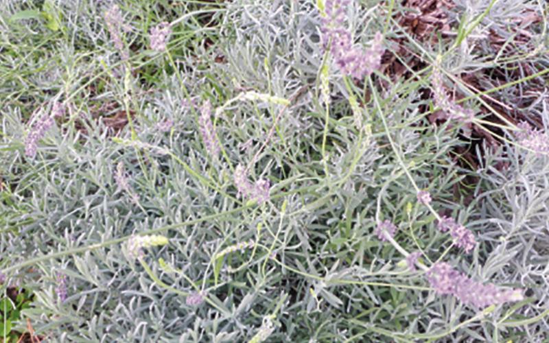 A Lady Who Loved Purple