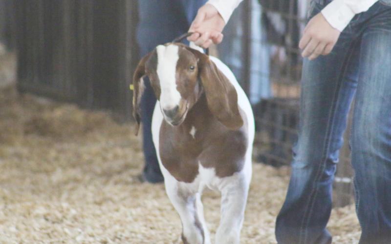 TITUS COUNTY Fair