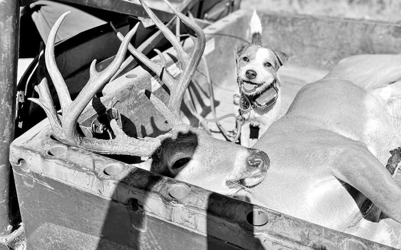 “Scout”, a 2 1/2-year old female Jack Russell Terrier owned by Jared Polasek, is fast becoming a crackerjack at helping hunters recover wounded deer. (Courtesy Photo, Jared Polasek)