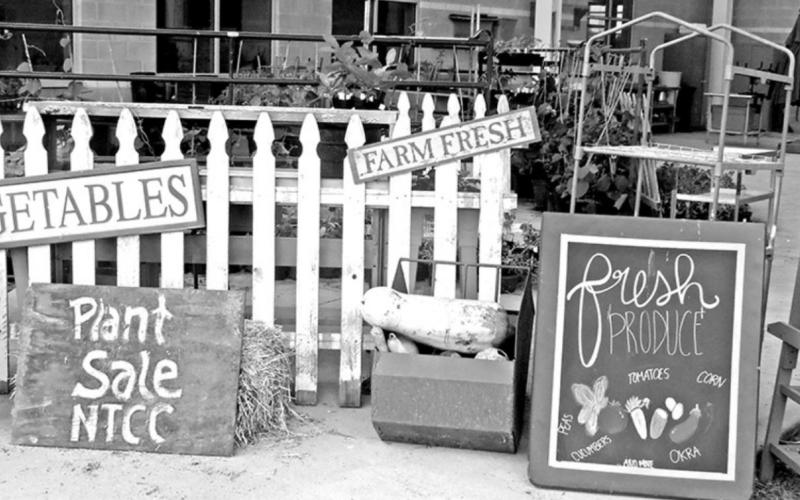 NTCC begins farmer’s market