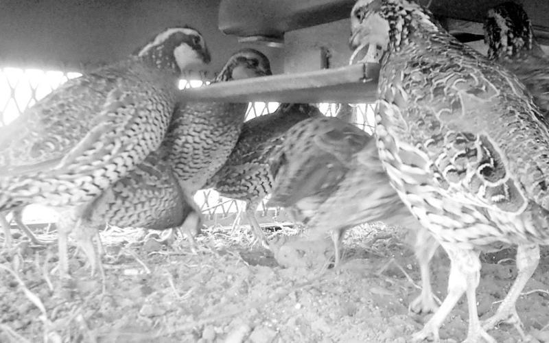 The free choice feeder is designed to keep predators out so quail can dine safely inside. (Photo Courtesy QuailSafe)