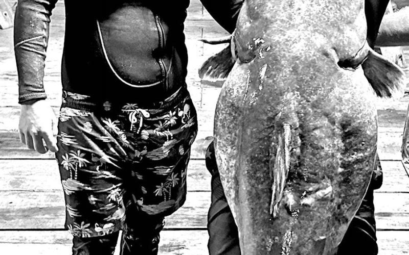 In June 2023, Lake Tawakoni noodlers Justin White and Drew Moore snatched this 98.7 pound flathead catfish from an old concrete washout at the base of a bridge crossing in about 14 feet water. It may be the biggest Texas flathead ever noodled and documented on certified scales. The fish was released alive. (Courtesy Photo)