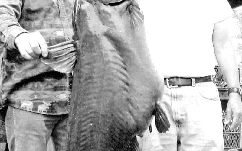 Trotliner Tom Allcorn (right) holds the all-tackle Toledo Bend lake record for blue cat with this 84 pounder caught on a trotline in 2007. Allcorn was fishing with Kellan Arnold. (Courtesy Photo)