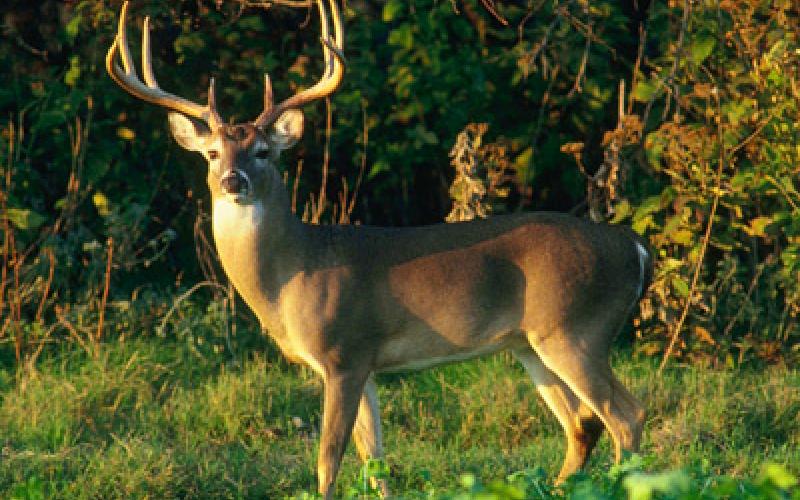 Hunts for white-tailed deer are part of the program.