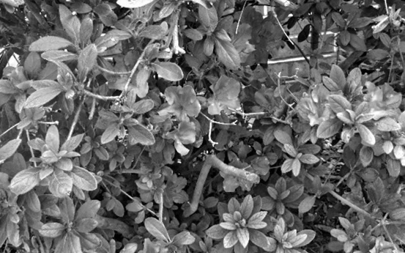 What should I prune, when, and why?